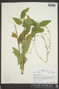 Desmodium canescens image