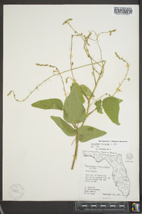 Desmodium canescens image