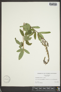 Desmodium canescens image