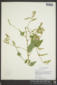 Desmodium canescens image