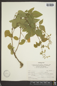 Desmodium canescens image