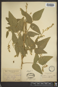 Desmodium canescens image