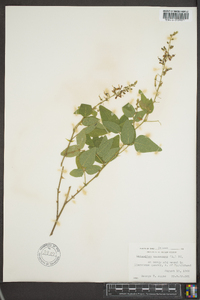 Desmodium canescens image