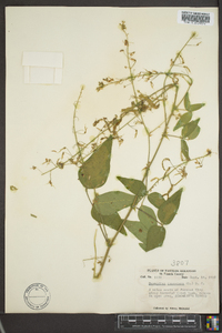 Desmodium canescens image