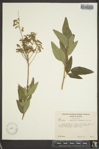 Desmodium canadense image