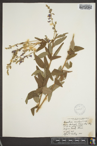 Desmodium canadense image