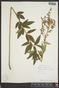 Desmodium canadense image