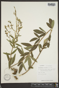 Desmodium canadense image