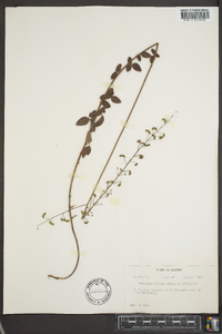 Desmodium ciliare image