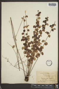 Desmodium ciliare image