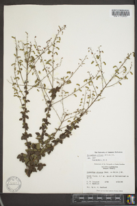 Desmodium ciliare image