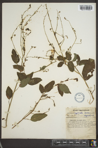 Desmodium dillenii image