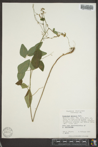 Desmodium dillenii image