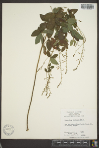 Desmodium dillenii image