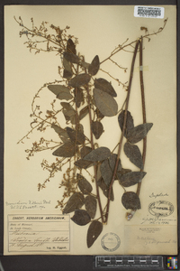 Desmodium dillenii image