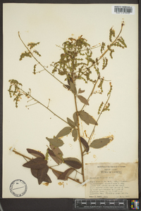 Desmodium dillenii image