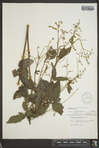 Desmodium dillenii image