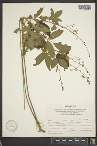 Desmodium dillenii image