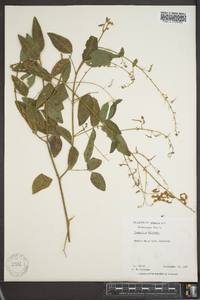 Desmodium dillenii image