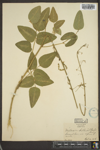 Desmodium dillenii image