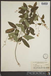 Desmodium dillenii image