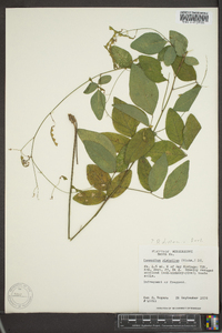 Desmodium glabellum image