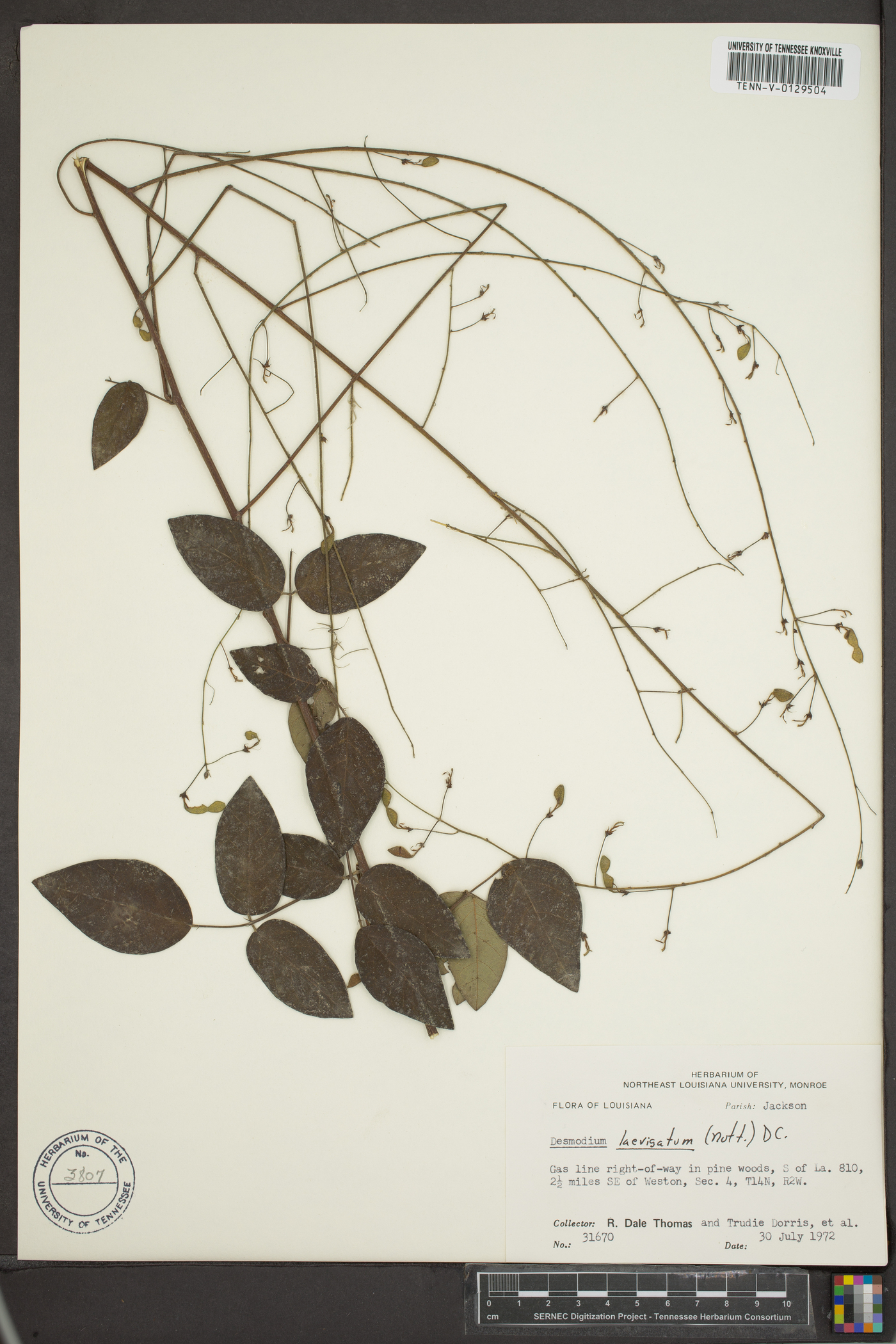 Desmodium laevigatum image