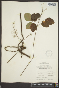 Desmodium laevigatum image