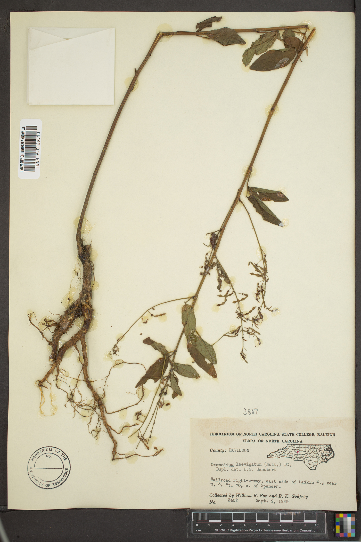 Desmodium laevigatum image