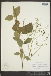 Desmodium nuttallii image