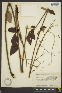 Desmodium nuttallii image