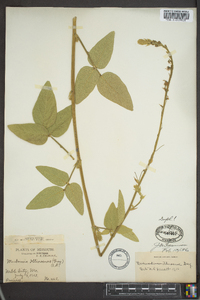 Desmodium illinoense image