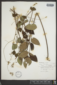 Desmodium laevigatum image