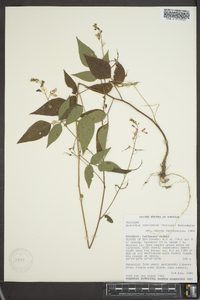 Desmodium laevigatum image