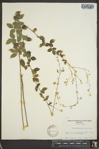 Desmodium linearifolium image