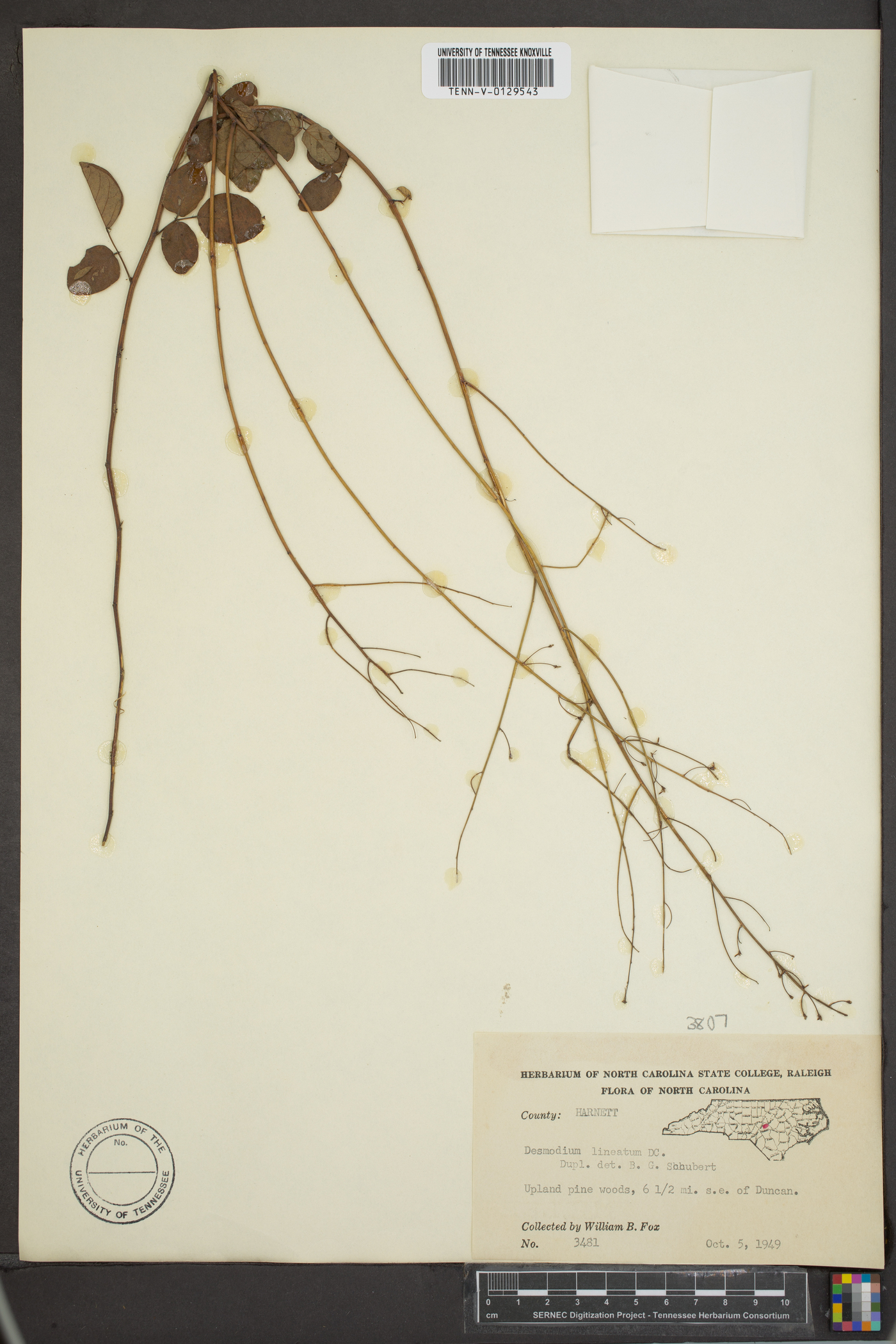 Desmodium lineatum image