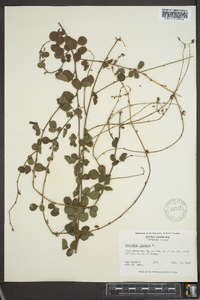 Desmodium lineatum image