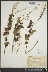 Desmodium marilandicum image