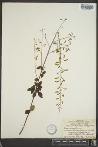 Desmodium marilandicum image