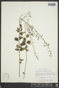 Desmodium marilandicum image