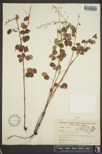 Desmodium marilandicum image