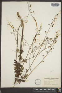 Desmodium marilandicum image