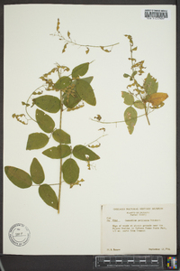 Desmodium perplexum image