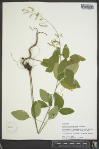 Desmodium perplexum image