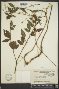 Desmodium perplexum image