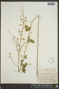 Desmodium rigidum image