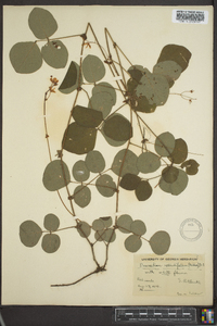 Desmodium rotundifolium image