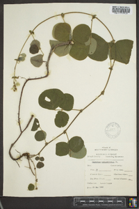 Desmodium rotundifolium image