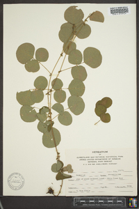 Desmodium rotundifolium image