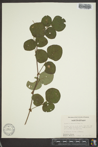 Desmodium rotundifolium image